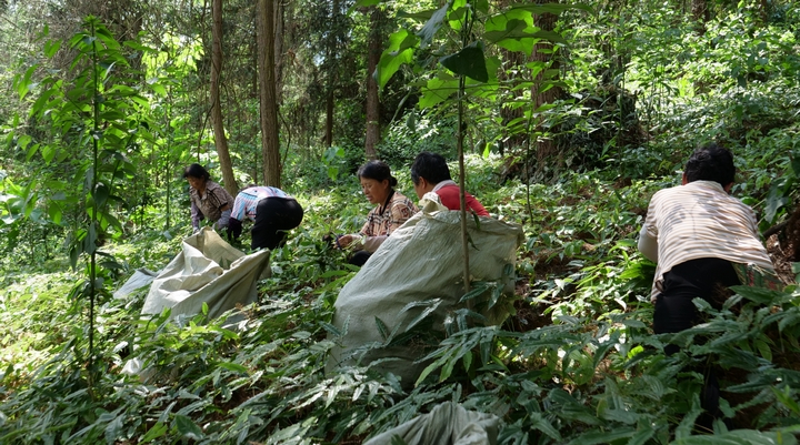 村民采收成熟的淫羊藿。