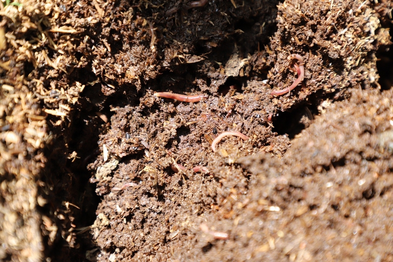 獼猴桃林下養蚯蚓 生態與發展雙贏。