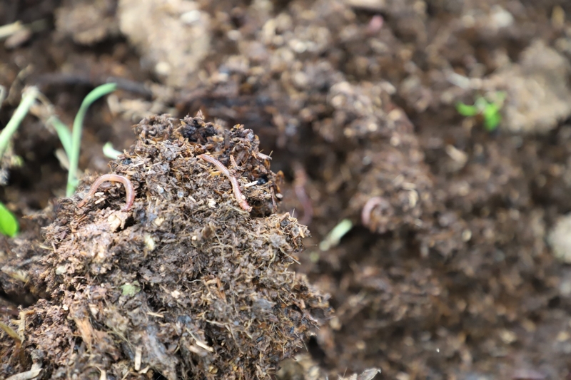 獼猴桃林下養蚯蚓 生態與發展雙贏。