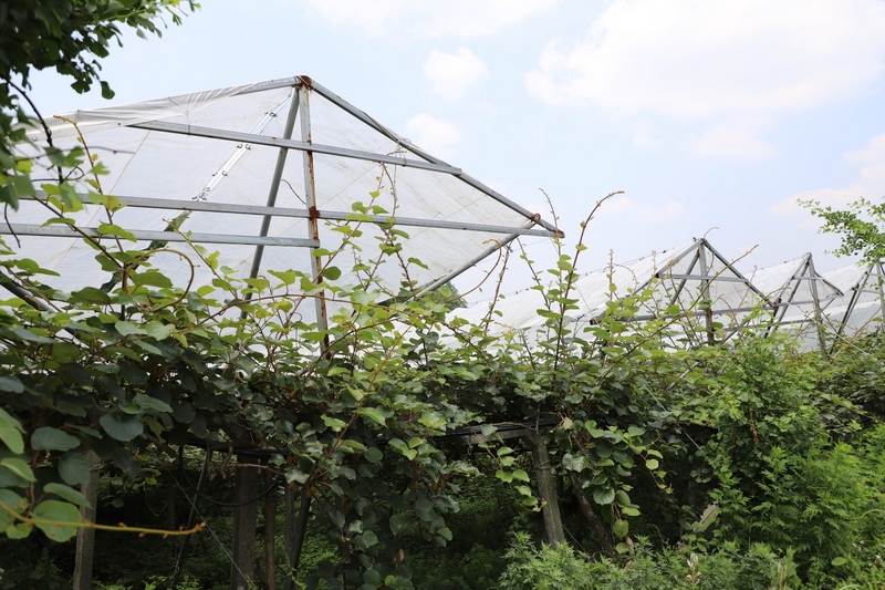 獼猴桃林下養蚯蚓 生態與發展雙贏。