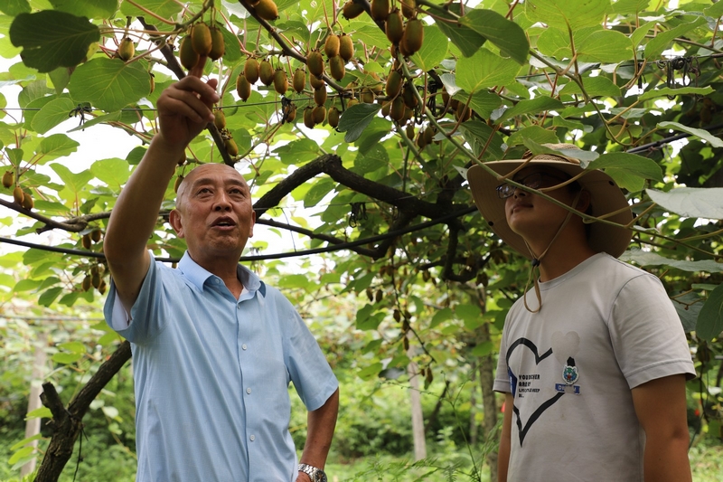 獼猴桃林下養蚯蚓 生態與發展雙贏。