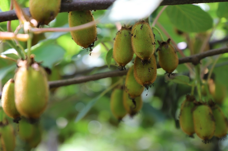 獼猴桃林下養蚯蚓 生態與發展雙贏。
