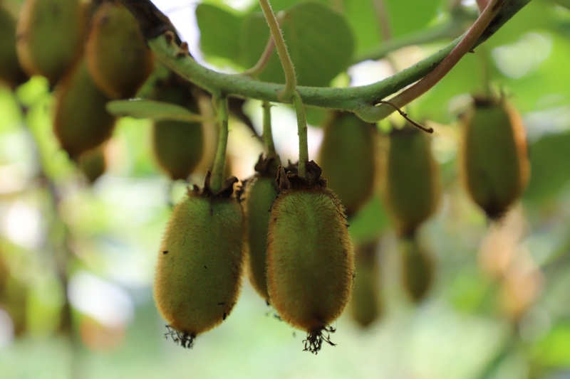 獼猴桃林下養蚯蚓 生態與發展雙贏。