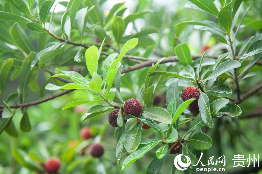 阿栗村楊梅進(jìn)入采摘期。人民網(wǎng) 龍章榆攝