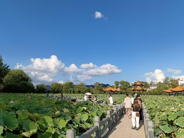 荷香四溢。.jpg