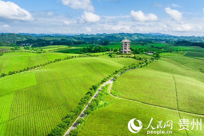 航拍貴州省遵義市湄潭縣萬畝茶海景區(qū)。人民網(wǎng)記者 涂敏攝