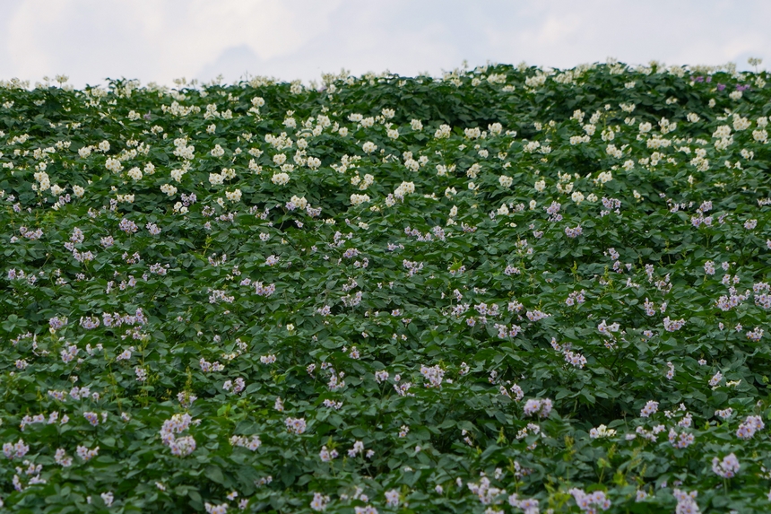 6月23日，在威寧自治縣雪山鎮馬鈴薯種植基地，馬鈴薯花白紫交織，肆意綻放。