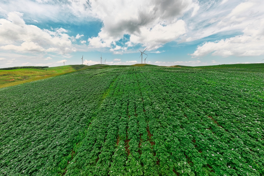 6月23日，在威寧自治縣雪山鎮馬鈴薯種植基地，馬鈴薯花撒遍山野。卯升林攝