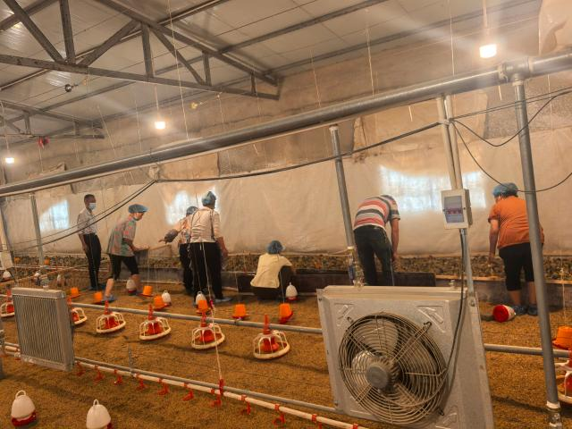 黨建引領“小肉雞”孵出鄉村振興“金鳳凰”。