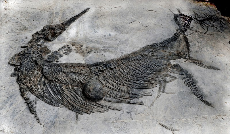 關嶺三疊紀化石群國家地質公園——古生物化石。