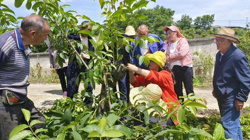 貴州省林業(yè)科學研究院核桃研究所專家服務團深入息烽縣青山苗族鄉(xiāng)綠化村為群眾講解核桃嫁接技術。
