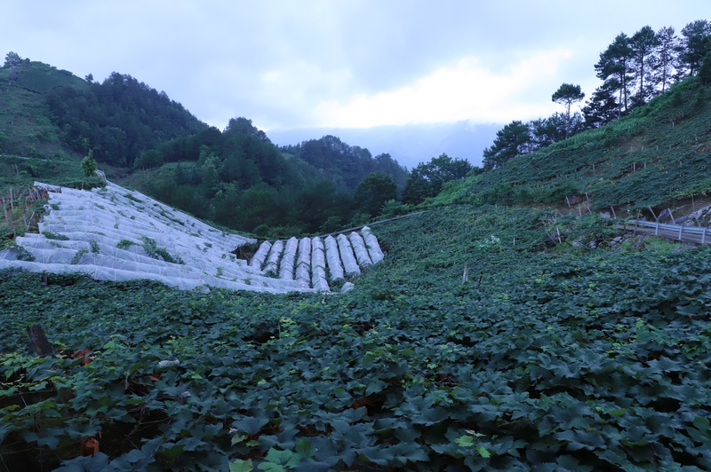 水晶葡萄種植基地。