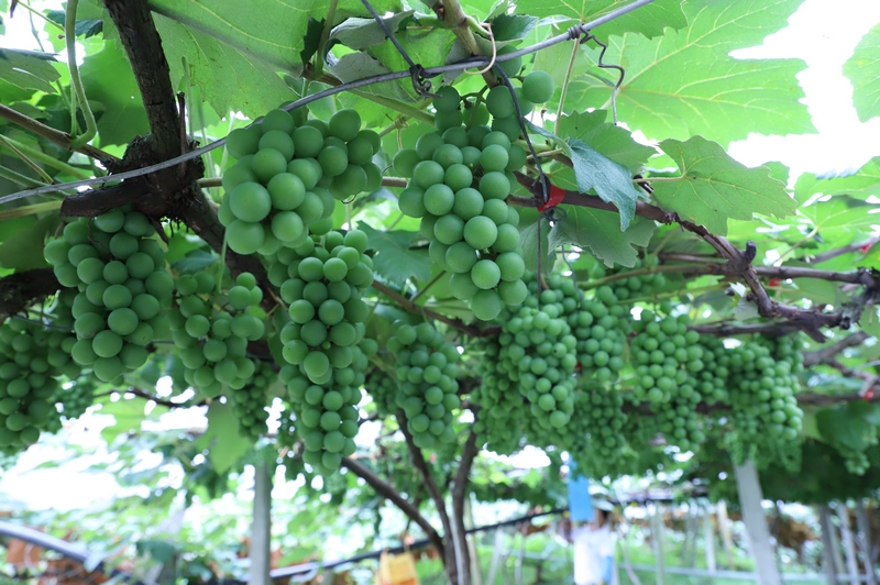 水晶葡萄待豐收。