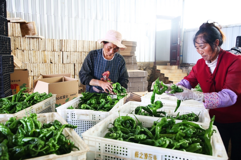 務工工人正在廠里內分揀剛采摘回來的螺絲椒。