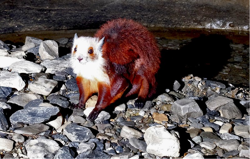 圖為洞穴生物飛貓。綏陽縣融媒體中心供圖