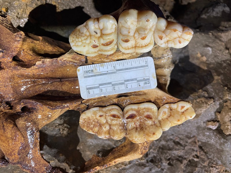 圖為發(fā)現(xiàn)的熊貓化石。綏陽縣融媒體中心供圖