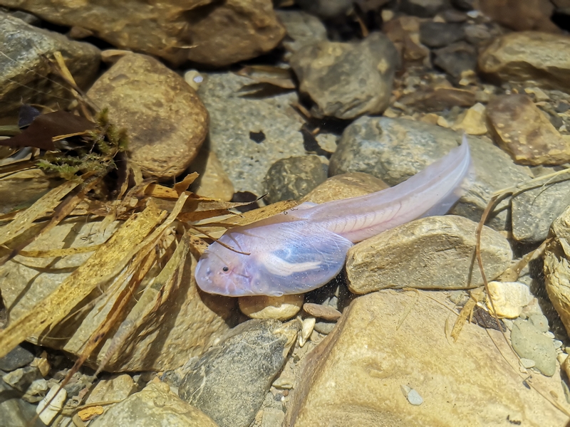 雙河洞國(guó)家地質(zhì)公園的洞穴生物“透明的魚”。貴州省林業(yè)局供圖