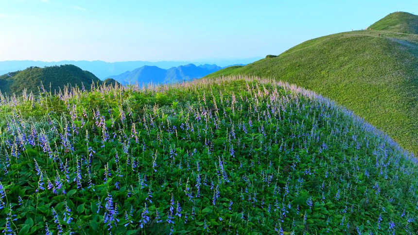 成片的玉簪花。羅杰攝