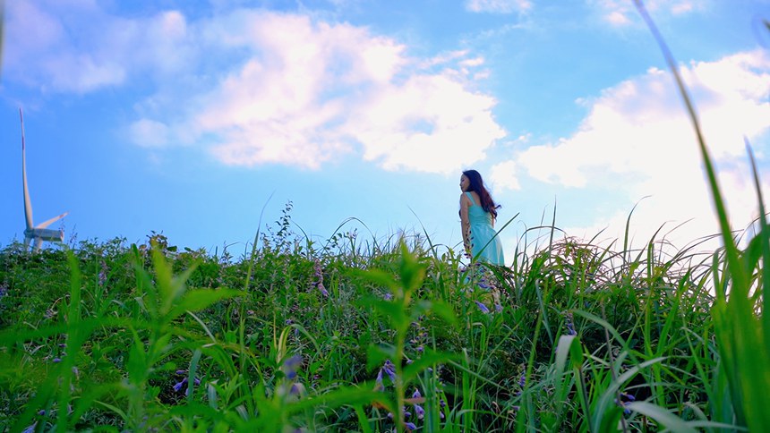 游客徜徉在紫色的玉簪花海中。羅杰攝