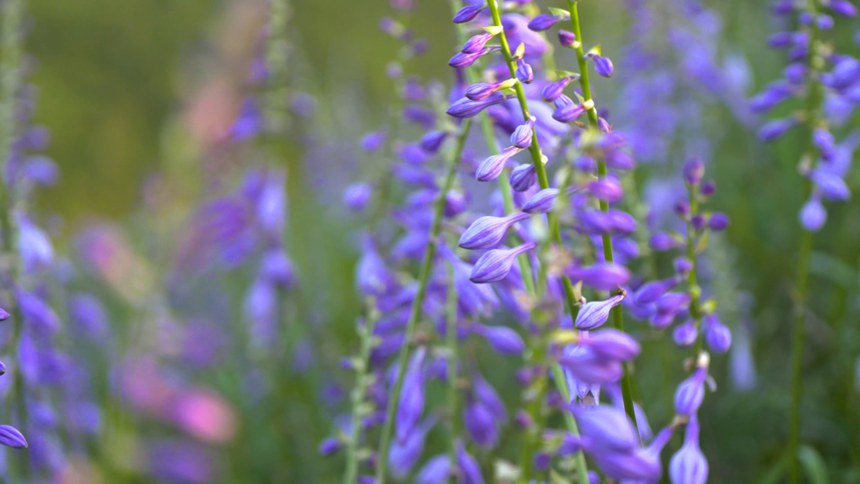 迎來盛花期的玉簪花。李杰攝