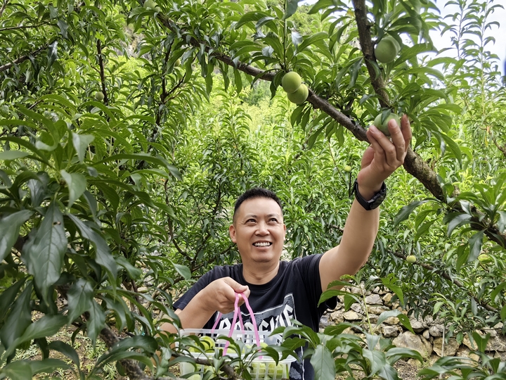 游客正在采摘蜂糖李。.jpg