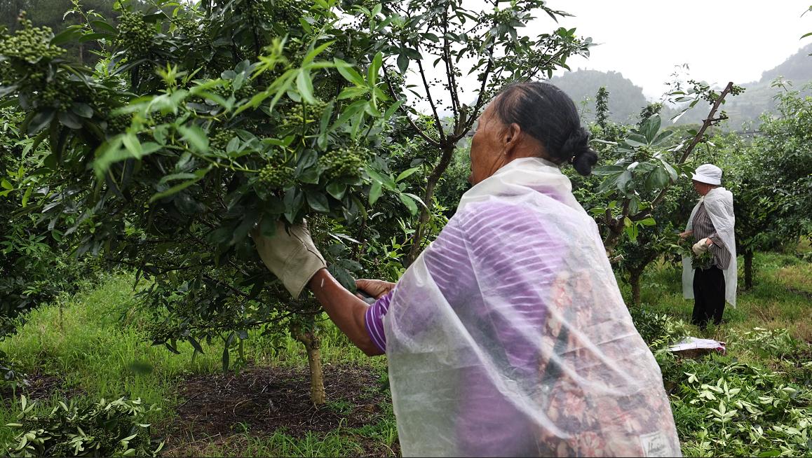 椒農正在采摘。
