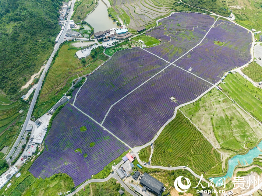 航拍高坡馬鞭草花海。人民網 陽茜攝