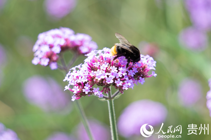 盛放的馬鞭草。人民網 陽茜攝