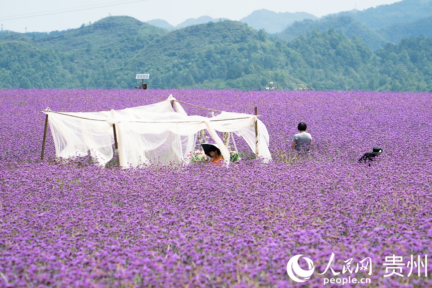 花海中擺放了打卡設施方便游人拍照。人民網 陽茜攝