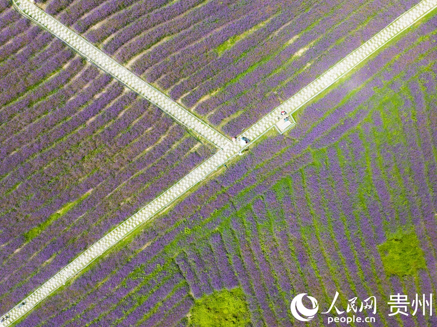 航拍高坡馬鞭草花海。人民網(wǎng) 陽茜攝