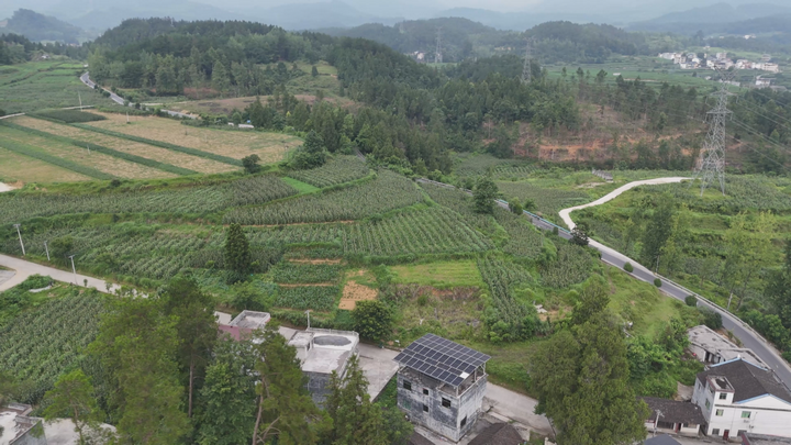 大路鎮鮮食玉米種植基地一角。任濤拍攝