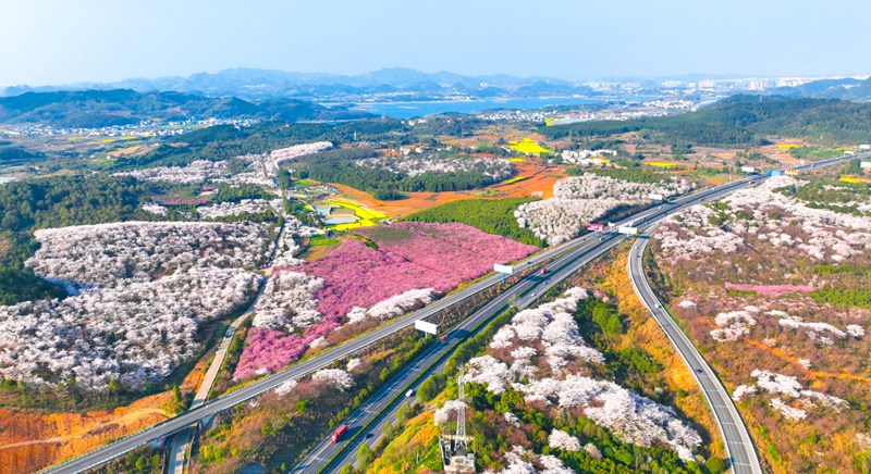 貴陽清鎮(zhèn)市紅楓湖畔 櫻花爛漫。
