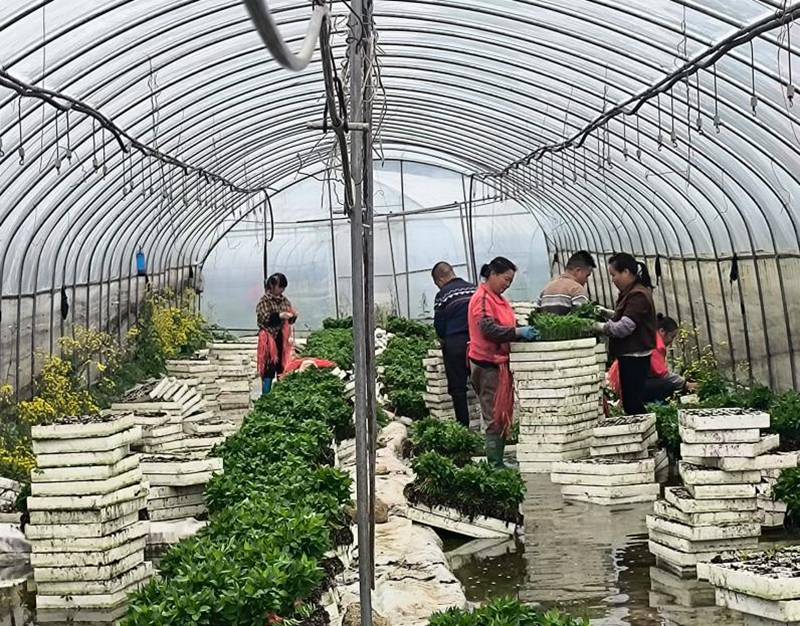 零工人員在種植基地務工。