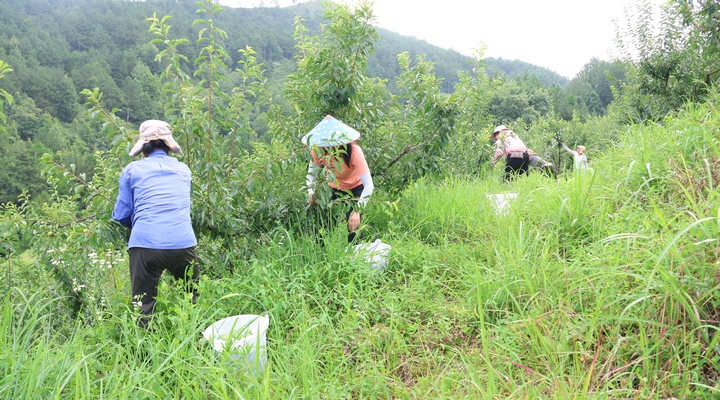新鮮上市！貴州省獨山縣鳳汝村2200畝清脆李喜迎豐收。