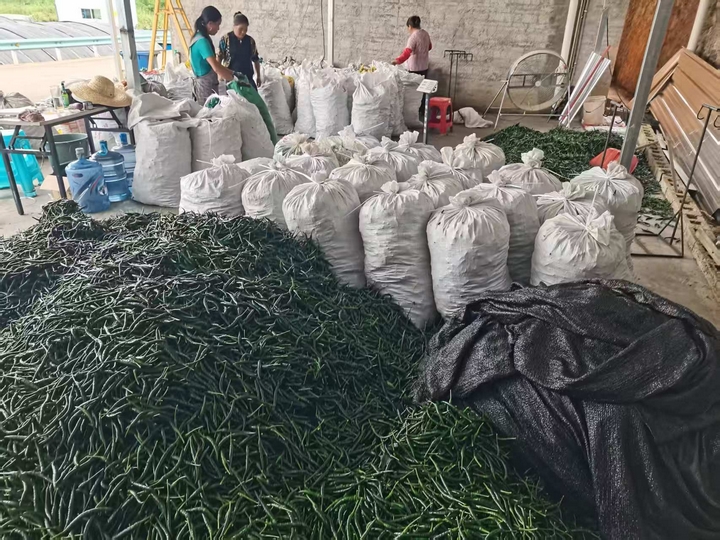 村民們將小山椒運往收購點分裝。