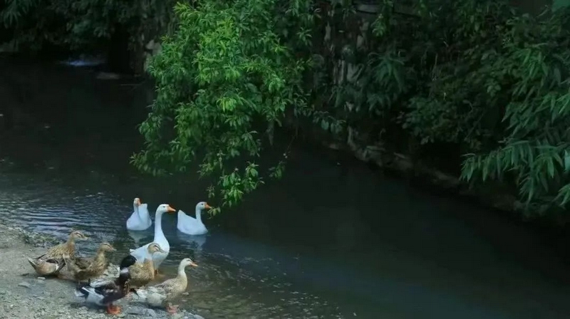 高山深處的“靜”界。