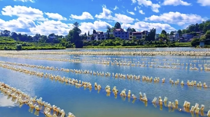 珍珠蚌養(yǎng)殖基地。