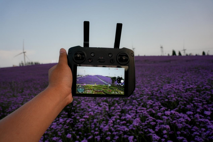 馬鞭草花海落日余暉。