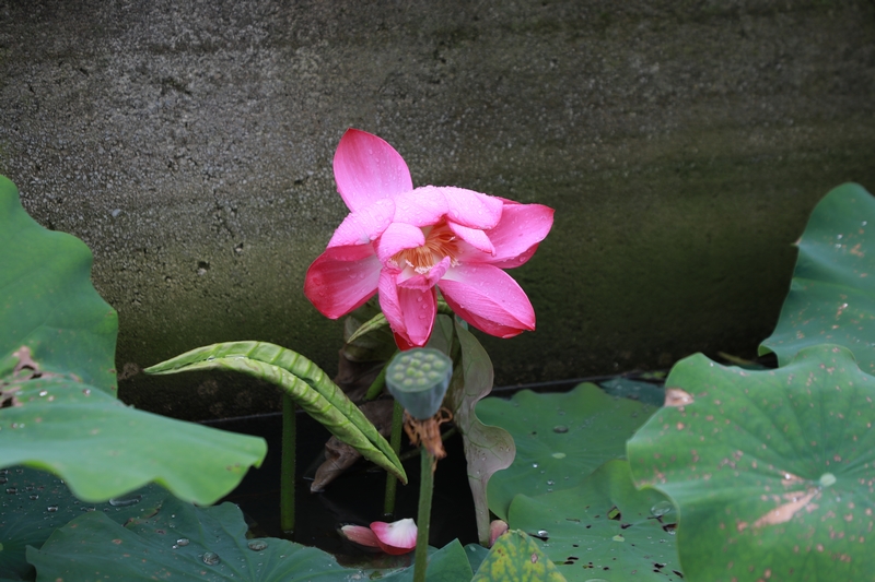 雨后的荷花嬌艷欲滴。