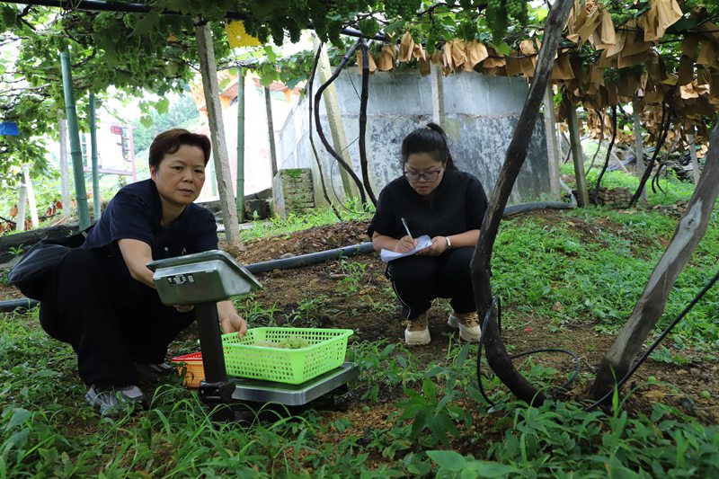 測(cè)產(chǎn)稱重。