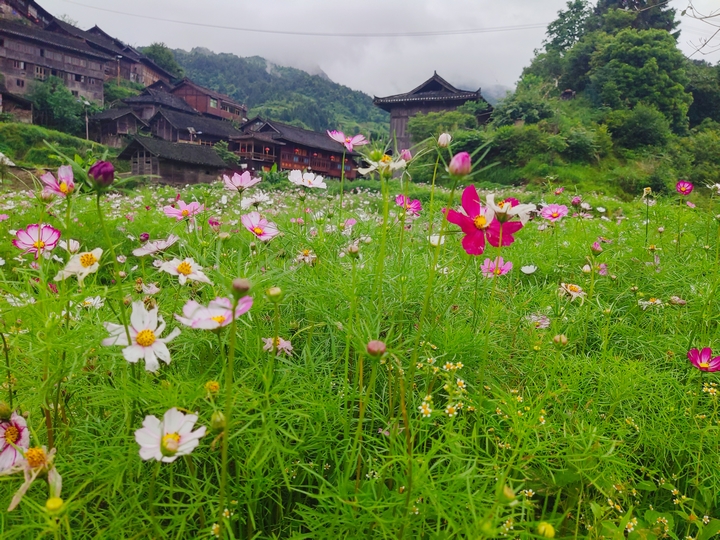 花海烏東。