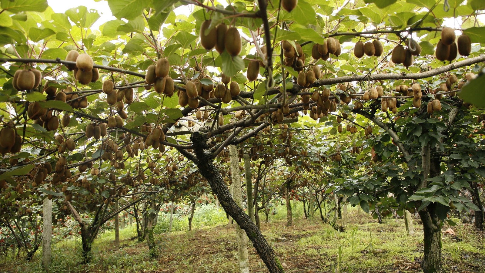當地獼猴桃基地一角。姜繼恒攝
