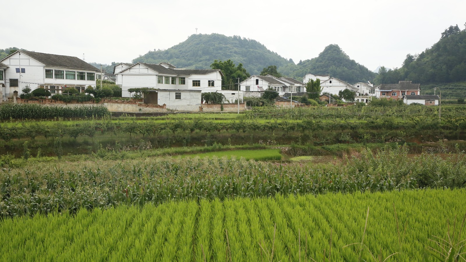 折溪村一角。姜繼恒攝