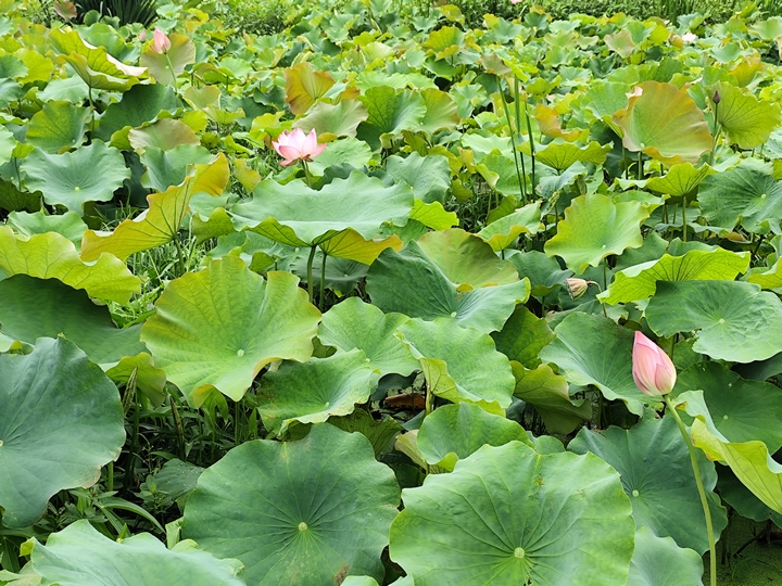 土河荷塘苗鄉的荷花初綻。張朋 攝.jpg
