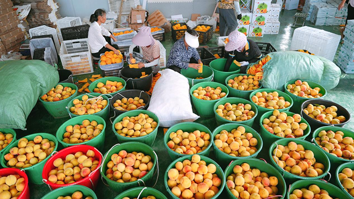 貴州玉屏：650萬斤黃桃搶鮮上市 飄香全國。