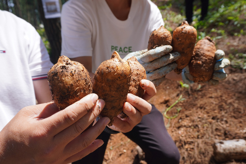 貴州省農業科學院農作物品種資源研究所天麻科技成果示范應用。