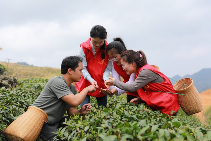 2024年4月11日，吳先鵬指導黨員干部采摘茶葉。