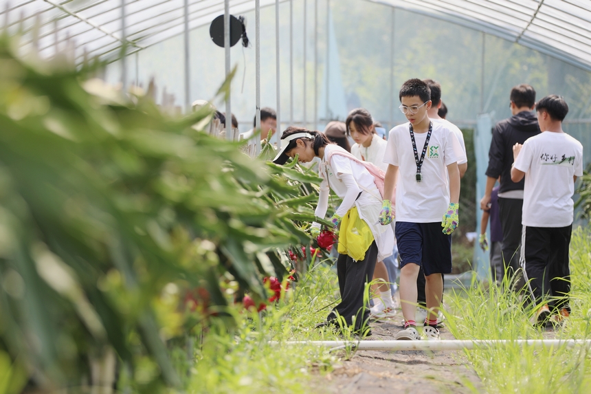 來自上海的孩子在家長的陪同下體驗采摘火龍果。