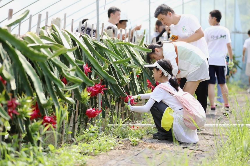 來自上海的孩子在家長的陪同下體驗采摘火龍果。