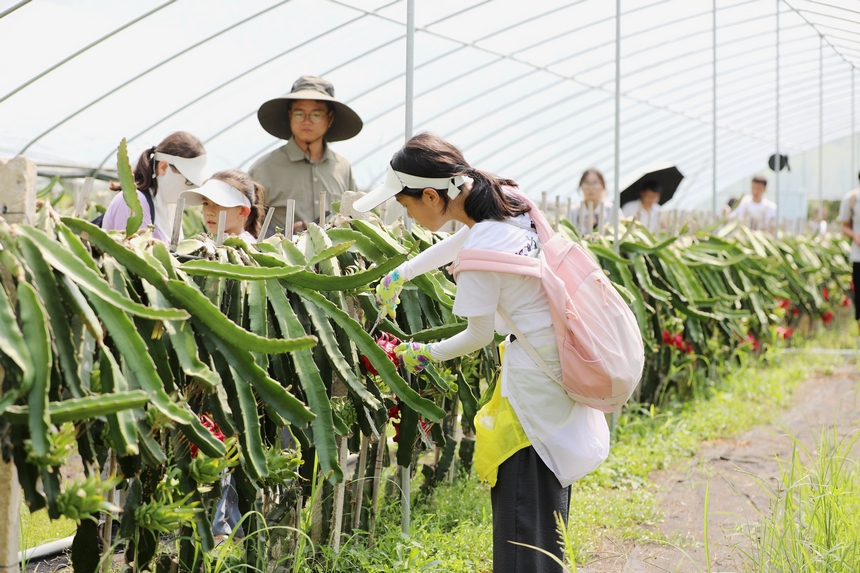 來自上海的孩子在家長的陪同下體驗采摘火龍果。